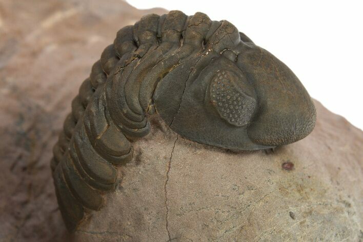 Curled Reedops Trilobite Fossil - Lghaft, Morocco #312367